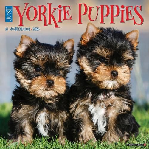 Cover image for Yorkie Puppies 2026 12 X 12 Wall Calendar