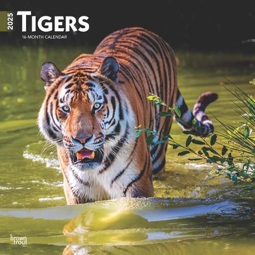 Tigers 2025 12 X 24 Inch Monthly Square Wall Calendar Plastic-Free Browntrout Wildlife Zoo Animals