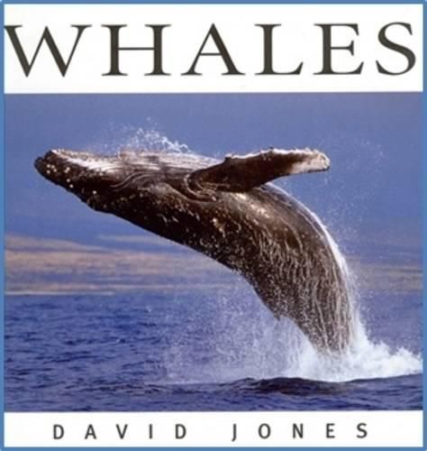 Cover image for Whales