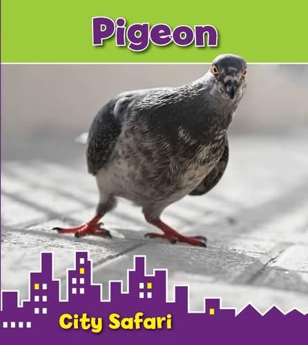 Pigeon: City Safari