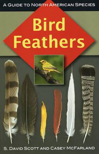 Cover image for Bird Feathers: a Guide to North American Species