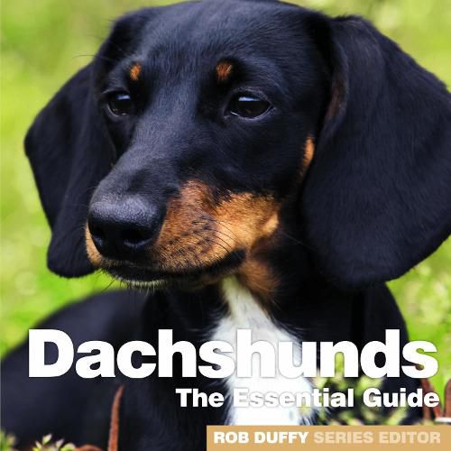 Cover image for Dachshunds: The Essential Guide