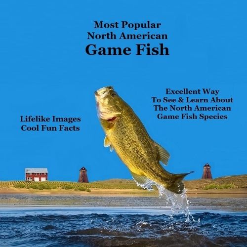 Most Popular North American Game Fish Species Kids Book