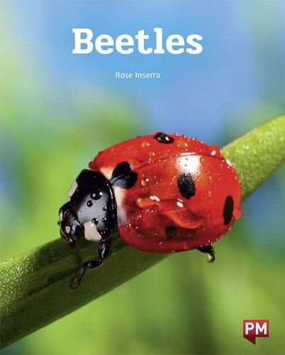 Beetles