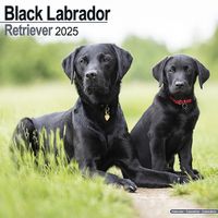 Cover image for Black Labrador Retriever Calendar 2025 Square Dog Breed Wall Calendar - 16 Month