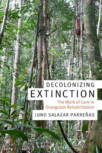 Cover image for Decolonizing Extinction: The Work of Care in Orangutan Rehabilitation