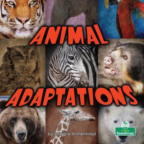 Animal Adaptations