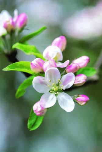 Cover image for Memo Block - Apple Blossom: A Telephone Companion Block
