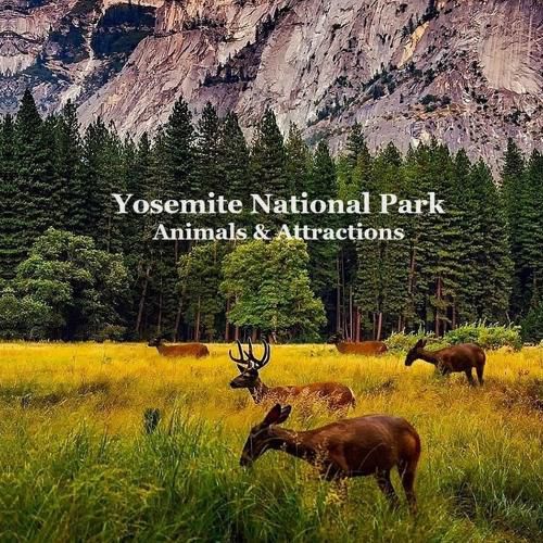 Yosemite National Park Animals & Attractions Kids Book