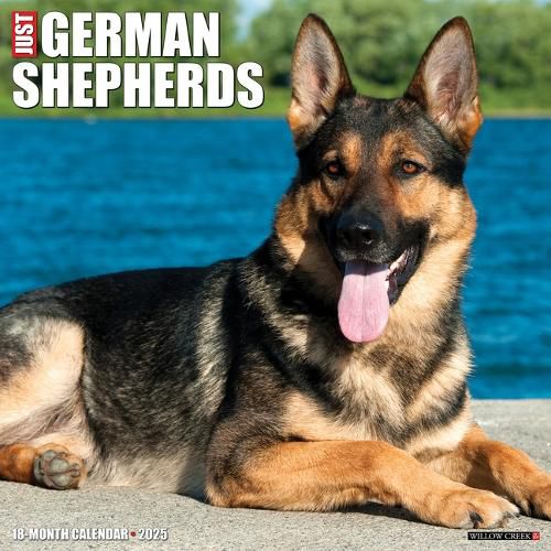 Just German Shepherds 2025 12 X 12 Wall Calendar