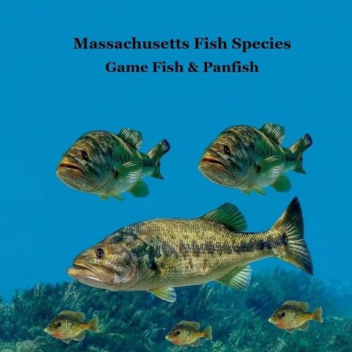 Cover image for Massachusetts Game Fish and Panfish Species Kids Book