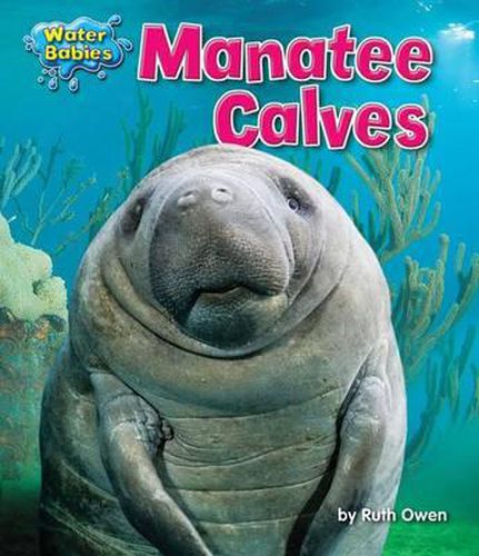 Manatee Calves