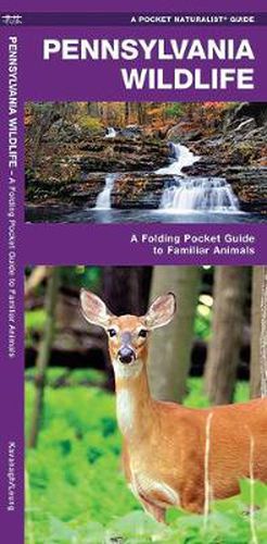 Cover image for Pennsylvania Wildlife: A Folding Pocket Guide to Familiar Species