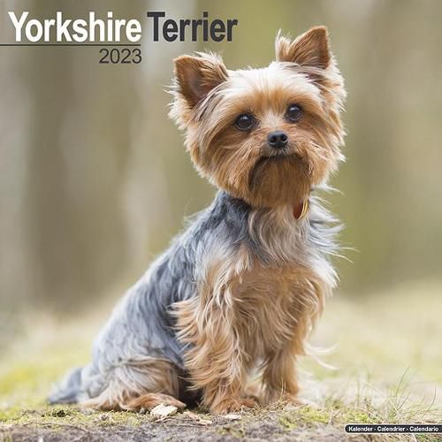 Cover image for Yorkshire Terrier 2023 Wall Calendar