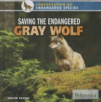 Cover image for Saving the Endangered Gray Wolf