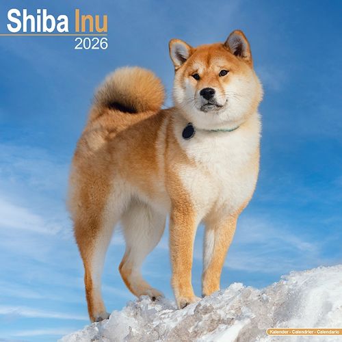 Cover image for Shiba Inu Calendar 2026 Square Dog Breed Wall Calendar - 16 Month