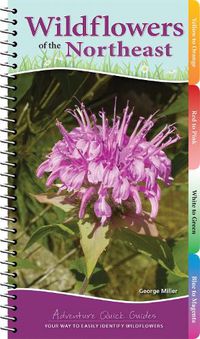 Cover image for Wildflowers of the Northeast: Your Way to Easily Identify Wildflowers