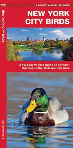 Cover image for New York City Birds: A Folding Pocket Guide to Familiar Species in the Metropolitan Area