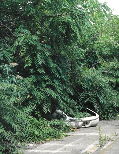 Cover image for Franziska Klose: Detroit: Field Notes from a Wild City