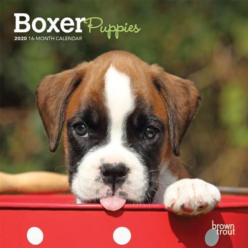 Boxer Puppies 2020 Mini Wall Calendar