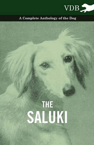 Cover image for The Saluki - A Complete Anthology of the Dog