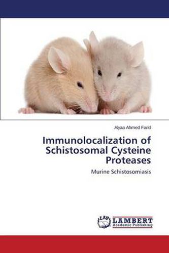 Immunolocalization of Schistosomal Cysteine Proteases