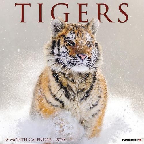 Cover image for Tigers 2020 Wall Calendar