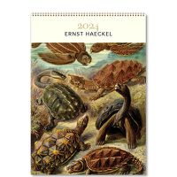 Cover image for Ernst Haeckel  2024 Wall Calendar