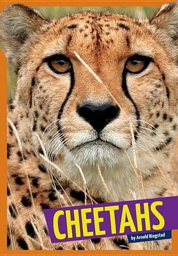 Cover image for Cheetahs