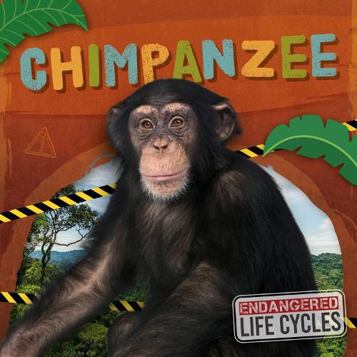 Cover image for Chimpanzee