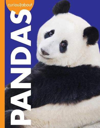 Cover image for Curious about Pandas