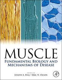 Cover image for Muscle: Fundamental Biology and Mechanisms of Disease