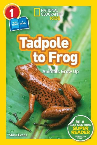 Cover image for National Geographic Kids Readers: Tadpole to Frog (L1/Co-reader)