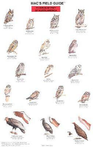 Mac's Field Guides: North American Birds of Prey