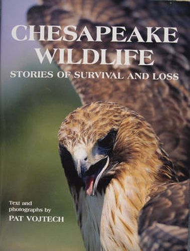 Cover image for Chesapeake Wildlife: Stories of Survival and Ls