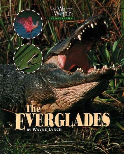 Cover image for Everglades