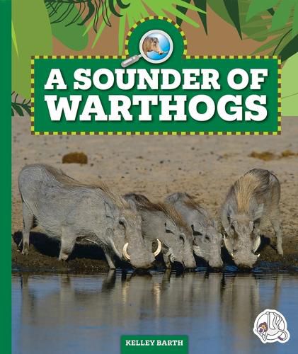 A Sounder of Warthogs