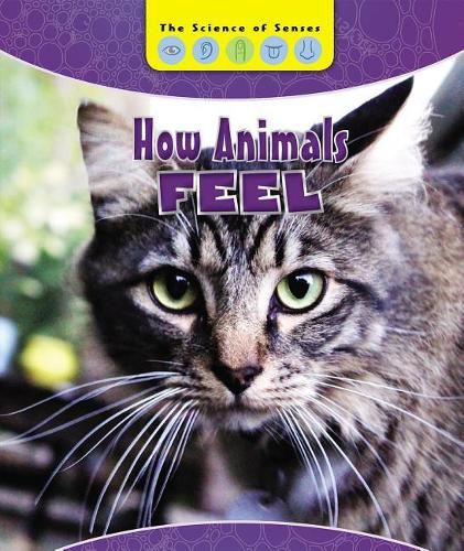 Cover image for How Animals Feel