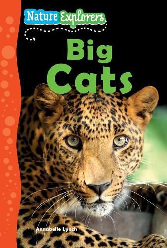 Cover image for Big Cats