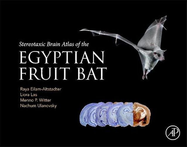 Cover image for Stereotaxic Brain Atlas of the Egyptian Fruit Bat