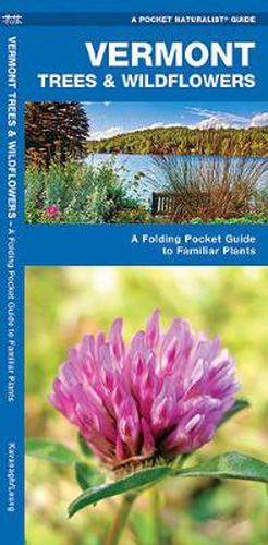 Cover image for Vermont Trees & Wildflowers: A Folding Pocket Guide to Familiar Species