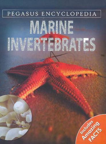 Cover image for Marine Invertebrates