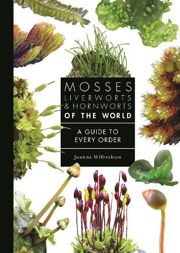 Cover image for Mosses, Liverworts, and Hornworts of the World