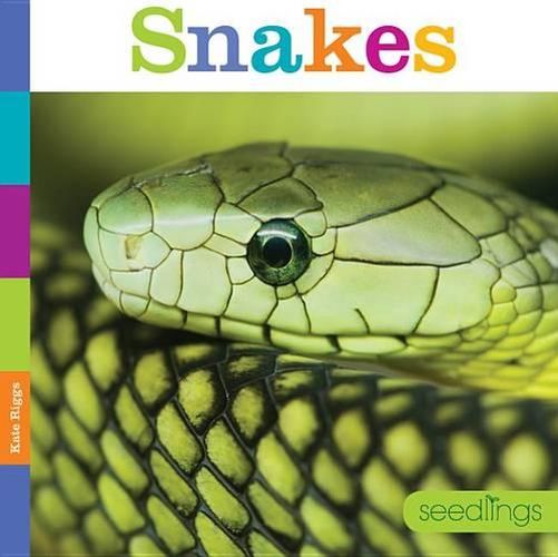 Cover image for Snakes