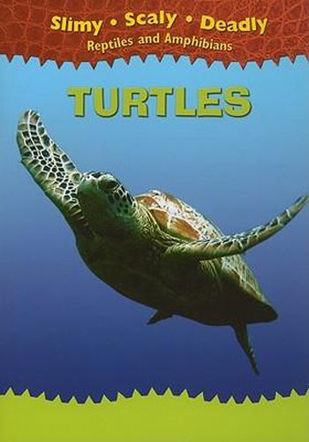 Cover image for Turtles