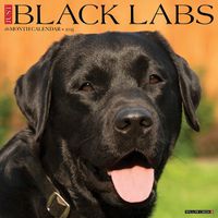 Cover image for Just Black Labs 2025 12 X 12 Wall Calendar