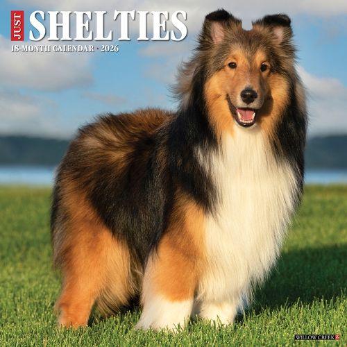Cover image for Shelties 2026 Wall Calendar