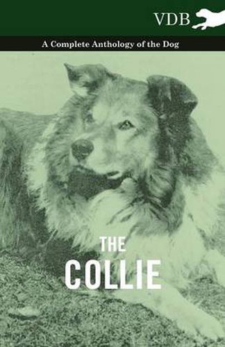 Cover image for The Collie - A Complete Anthology of the Dog -