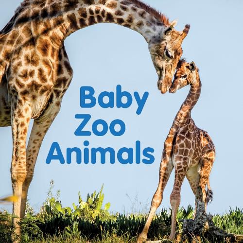 Baby Zoo Animals: Board book