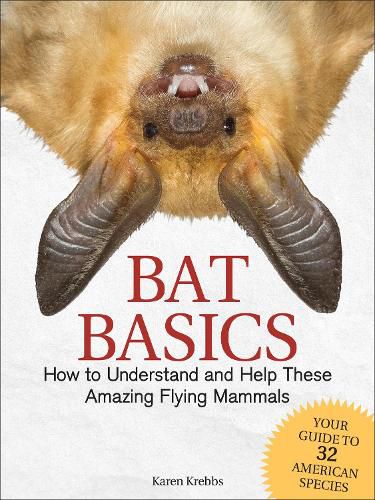 Cover image for Bat Basics: How to Understand and Help These Amazing Flying Mammals